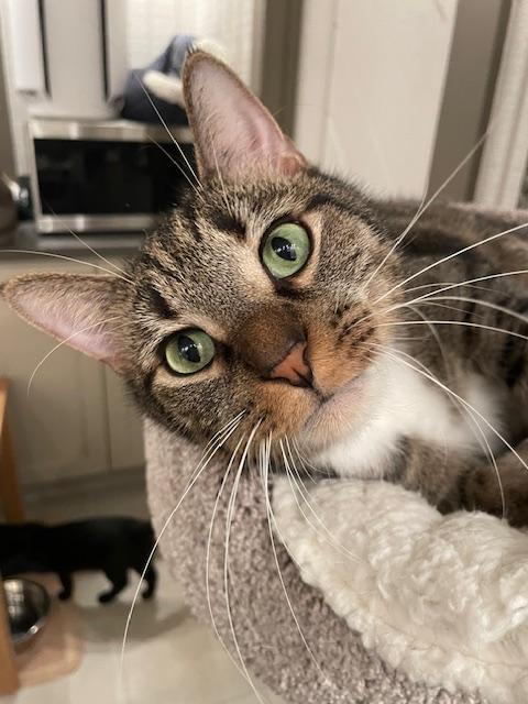 CP - NC Dana and Fox, a Adoptable Domestic Short Hair in Winston Salem, NC image 5/5