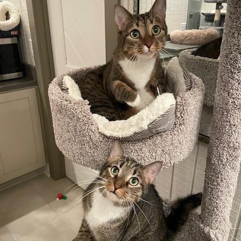 CP - NC Dana and Fox, Adult Male Domestic Short Hair