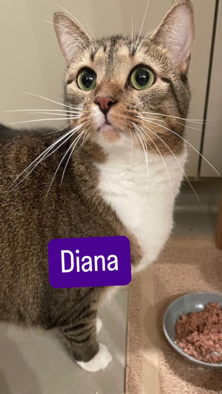 CP - NC Dana and Fox