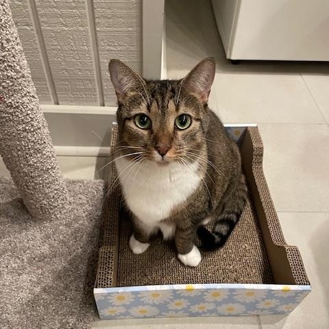 CP - NC Dana and Fox, a Adoptable Domestic Short Hair in Winston Salem, NC image 4/5