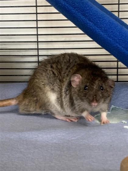 Fennec, Adoptable, Adult Male Rat.