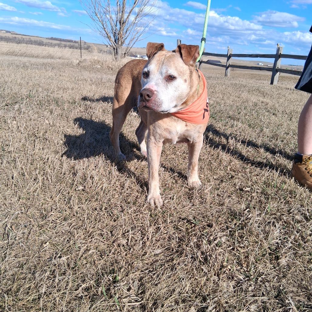 Fred, Adoptable, Senior Male Mixed Breed.