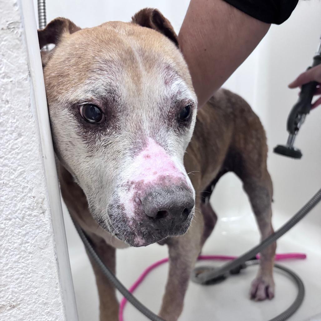 Fred, a Adoptable Mixed Breed in Bismarck, ND image 3/6
