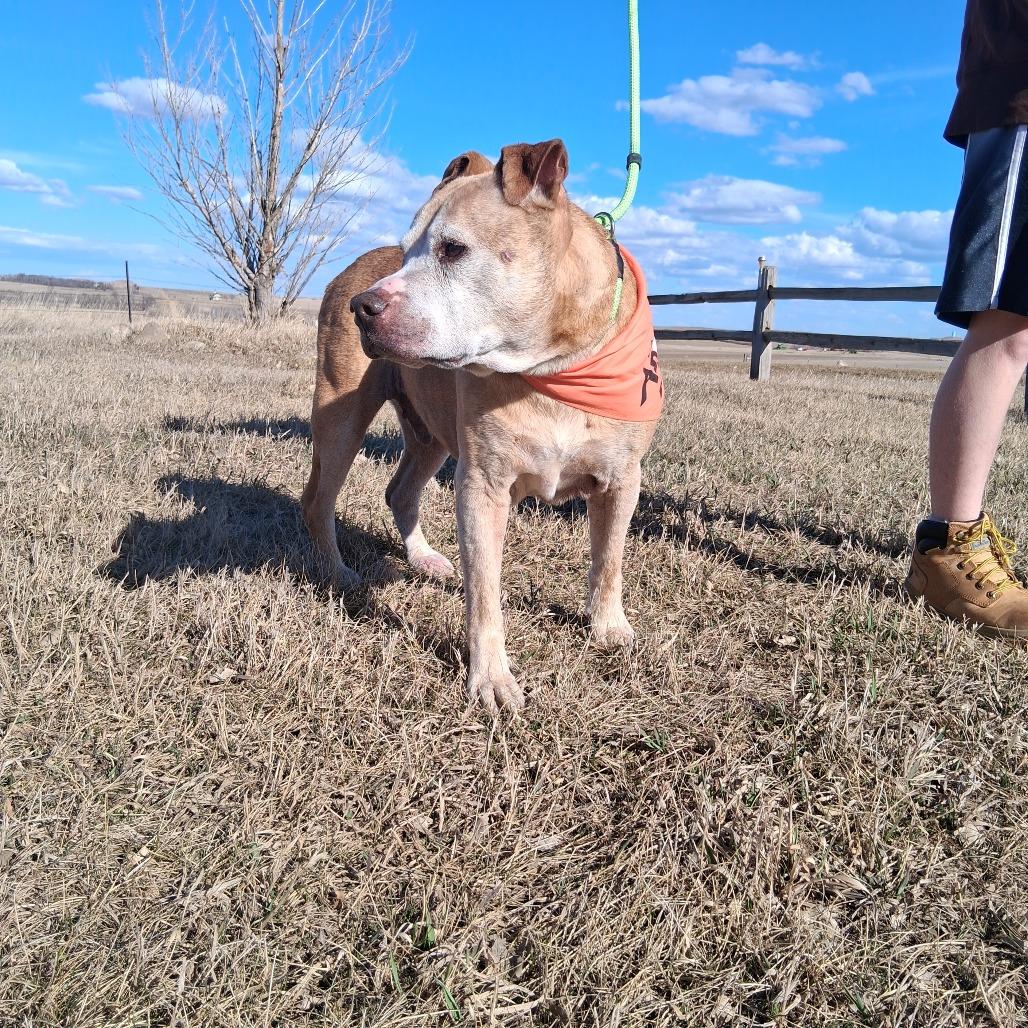 Fred, a Adoptable Mixed Breed in Bismarck, ND image 4/6