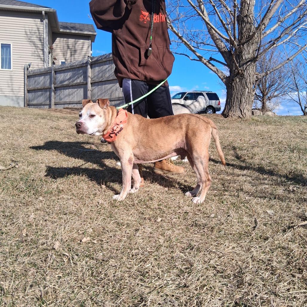 Fred, a Adoptable Mixed Breed in Bismarck, ND image 5/6