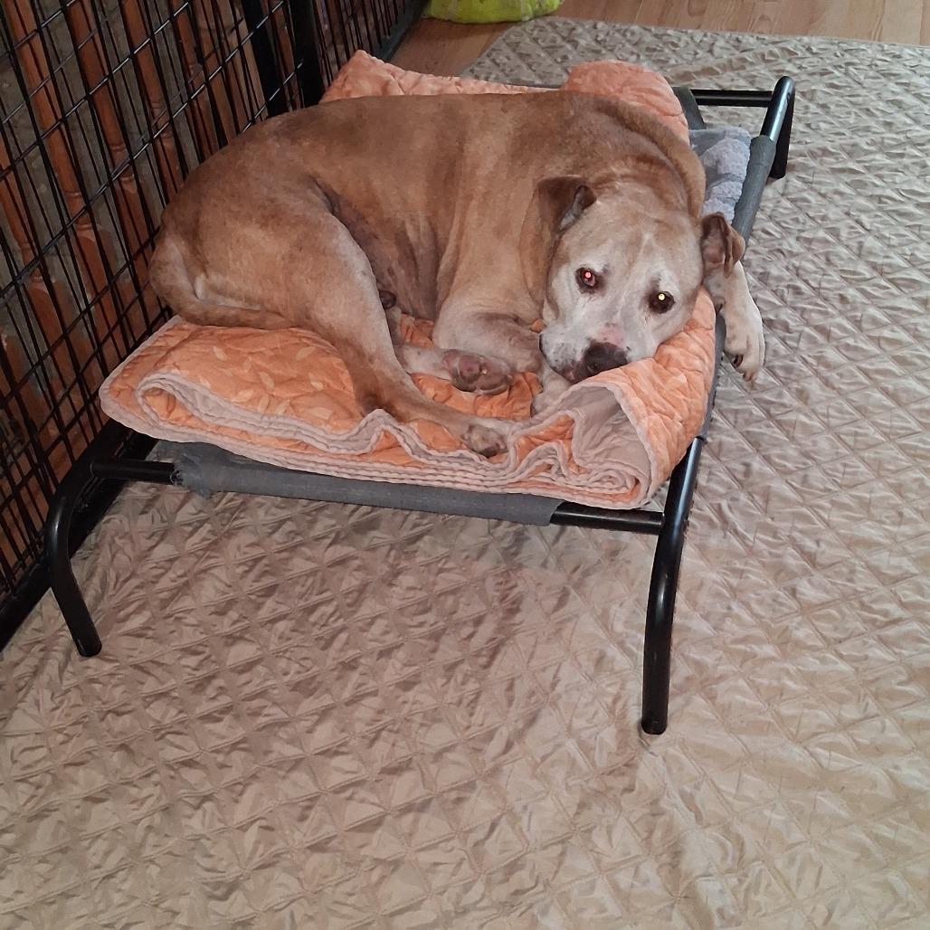 Fred, a Adoptable Mixed Breed in Bismarck, ND image 6/6