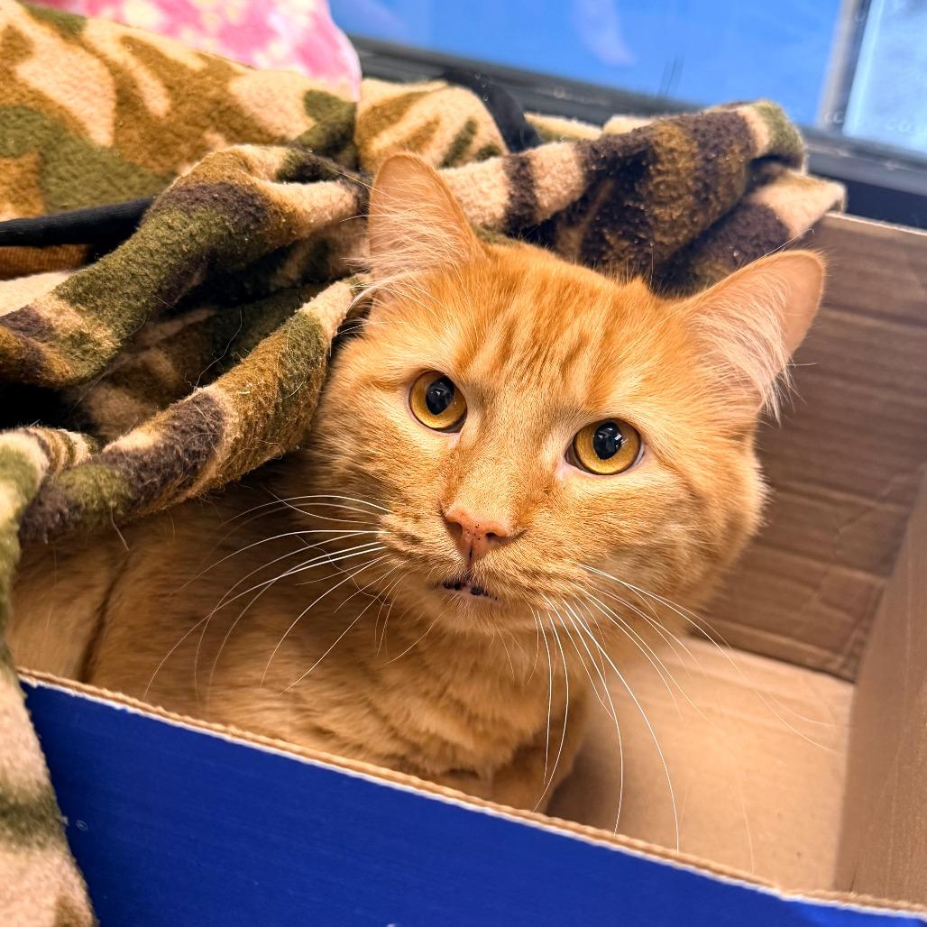 Simba, a Adoptable Domestic Medium Hair in Cheyenne, WY image 2/2