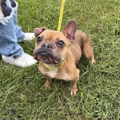 Enlarge Face Tape, a Adoptable French Bulldog in Carencro, LA image 1/4