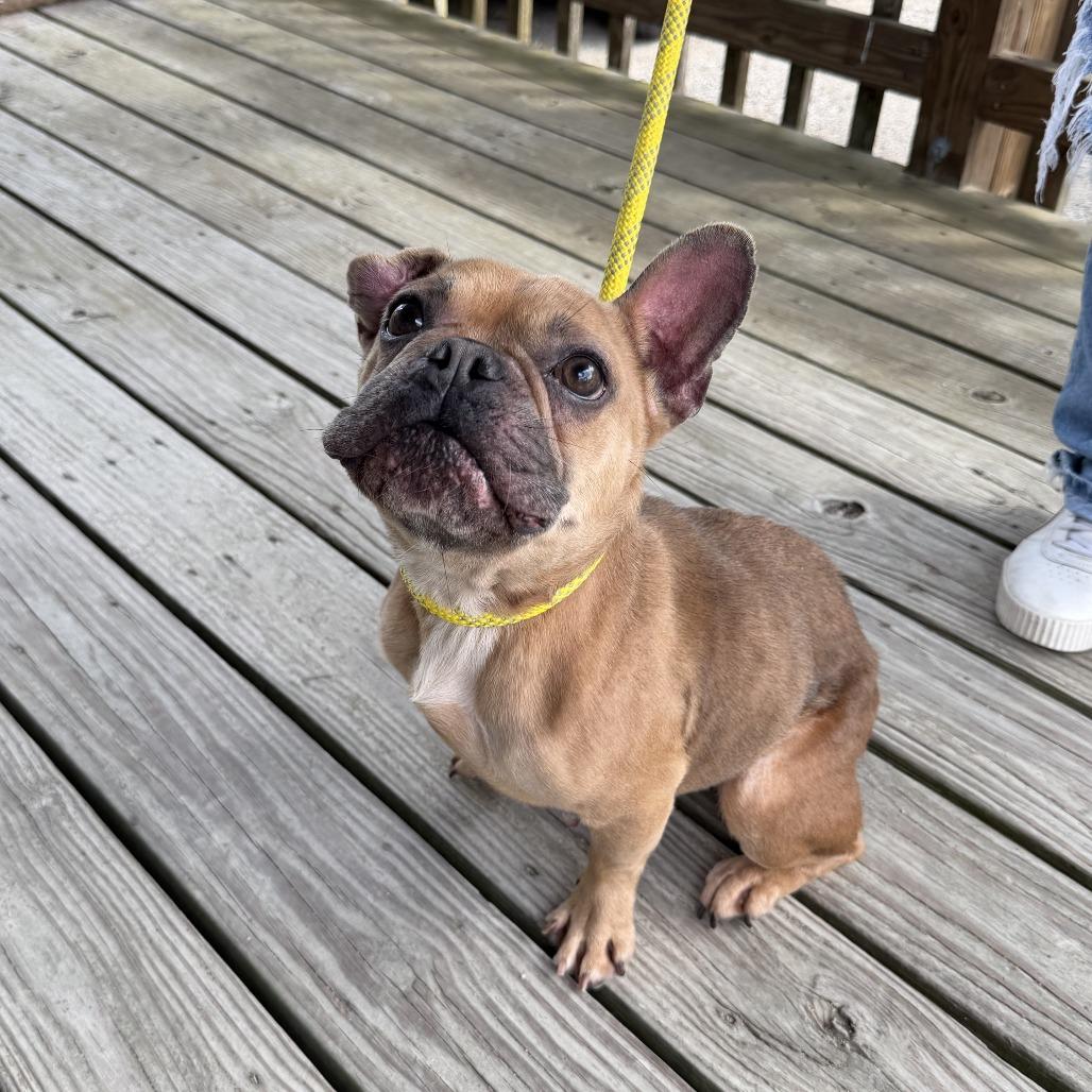 Enlarge Face Tape, a Adoptable French Bulldog in Carencro, LA image 2/4