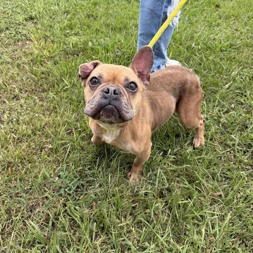 Enlarge Face Tape, a Adoptable French Bulldog in Carencro, LA image 3/4