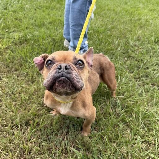 Enlarge Face Tape, a Adoptable French Bulldog in Carencro, LA image 4/4