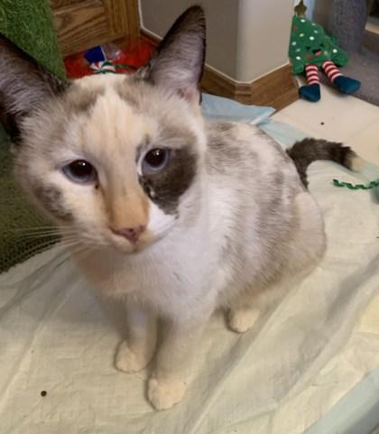 Mocha 50779, ADOPTABLE, Adult Female Domestic Short Hair.