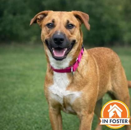 Enlarge Sissy, a Adoptable mixed breed in Merriam, KS image 1/3