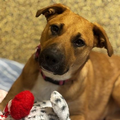 Enlarge Sissy, a Adoptable mixed breed in Merriam, KS image 2/3