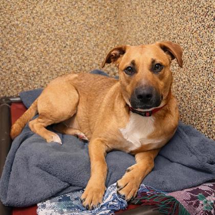 Enlarge Sissy, a Adoptable mixed breed in Merriam, KS image 3/3