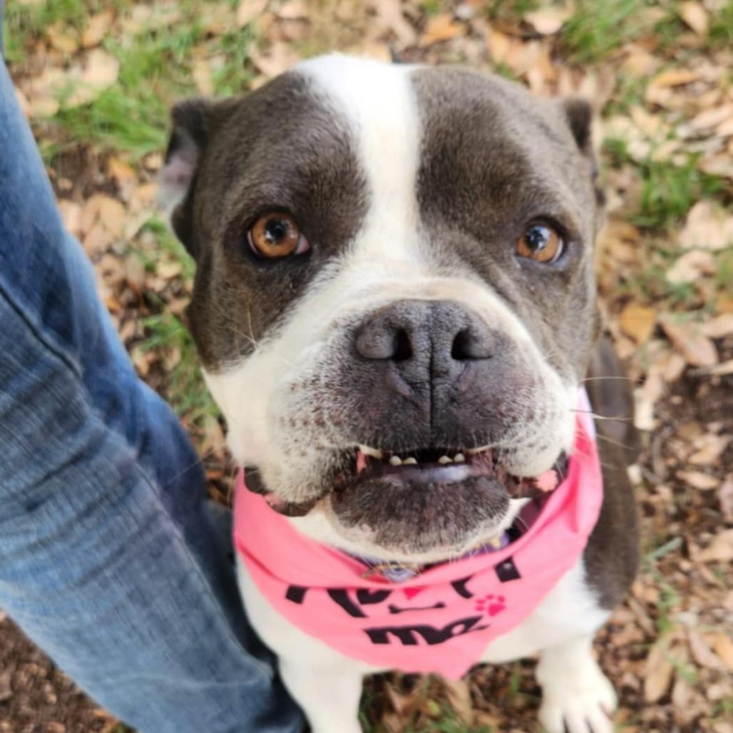 Carley aka Hartley JuM, Adult Female Boxer