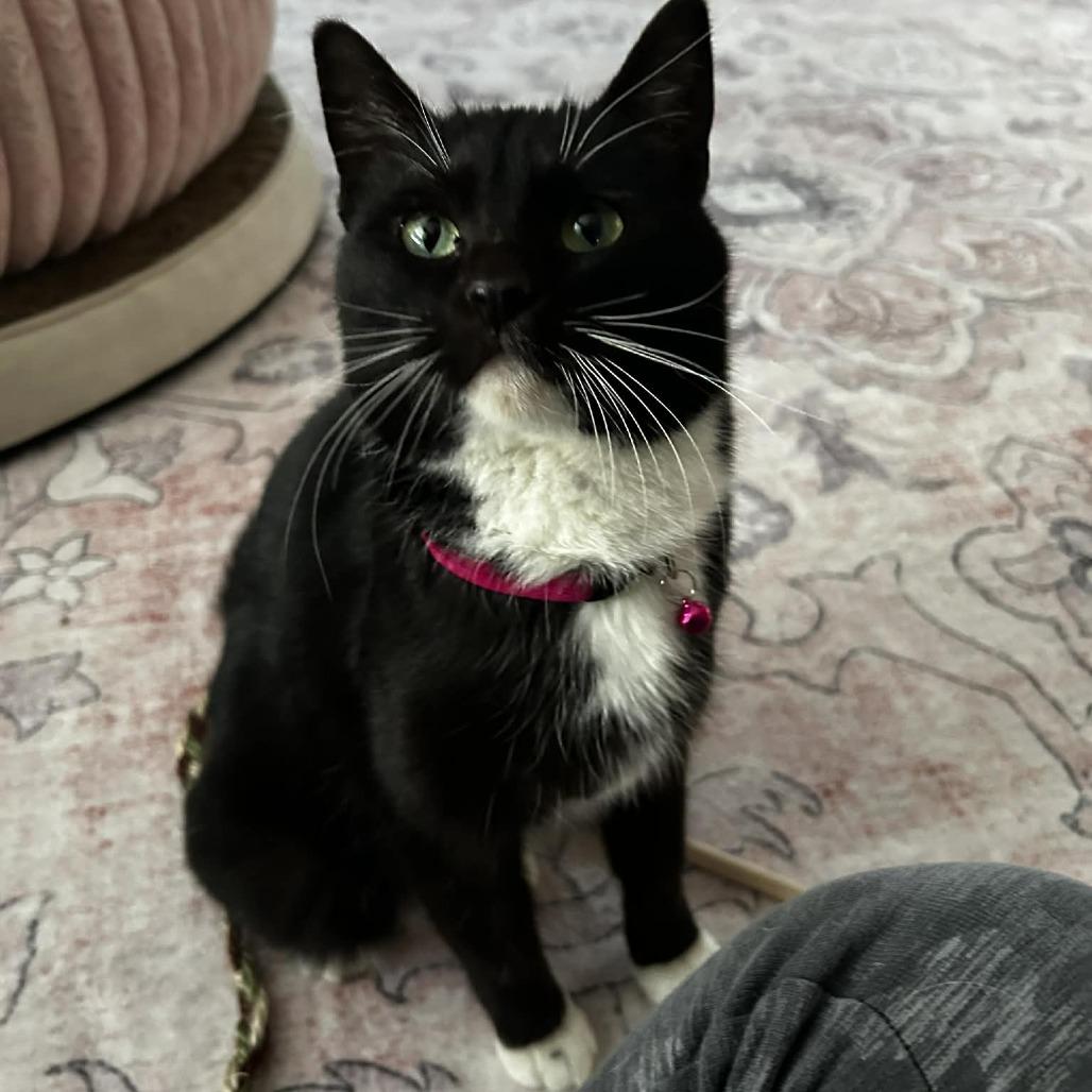 Madalaine, Adoptable, Young Female American Shorthair.