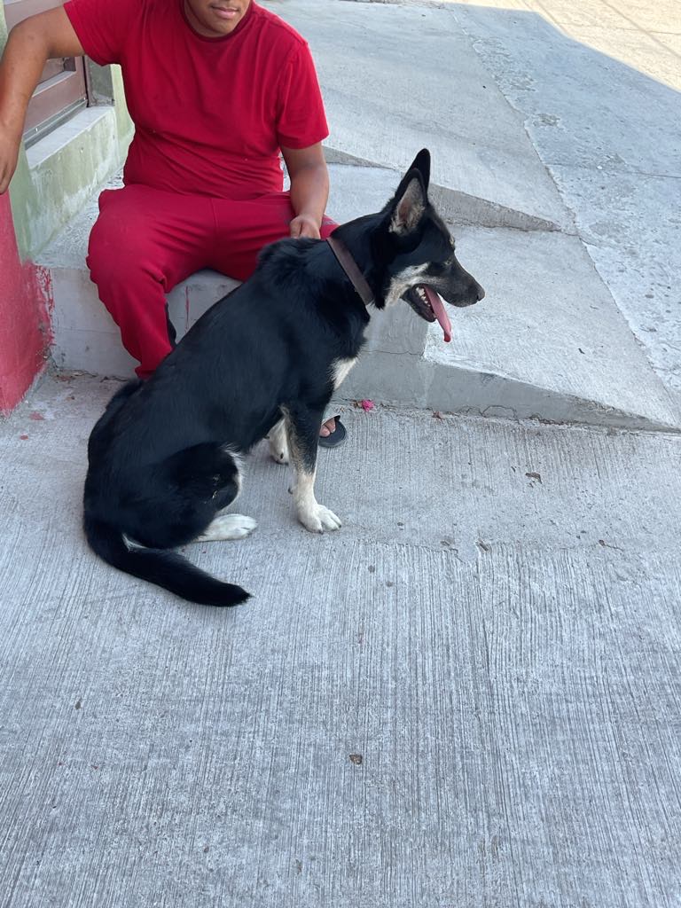 Zoe, a Adoptable mixed breed in Chula Vista, CA image 6/6