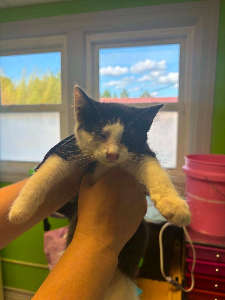 Grace, Adoptable, Kitten Female Domestic Short Hair.