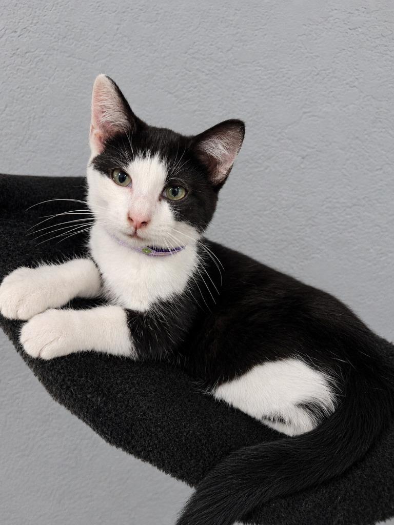 Grace, a Adoptable mixed breed in Johnson City, TN image 4/6
