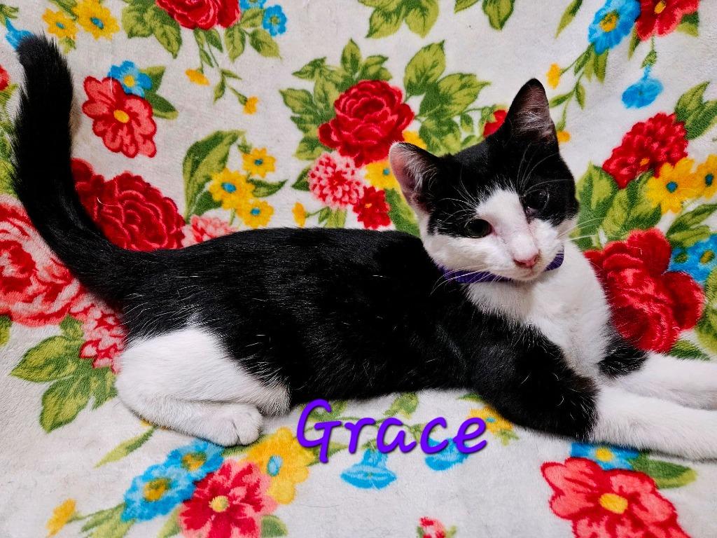 Grace, a Adoptable mixed breed in Johnson City, TN image 5/6