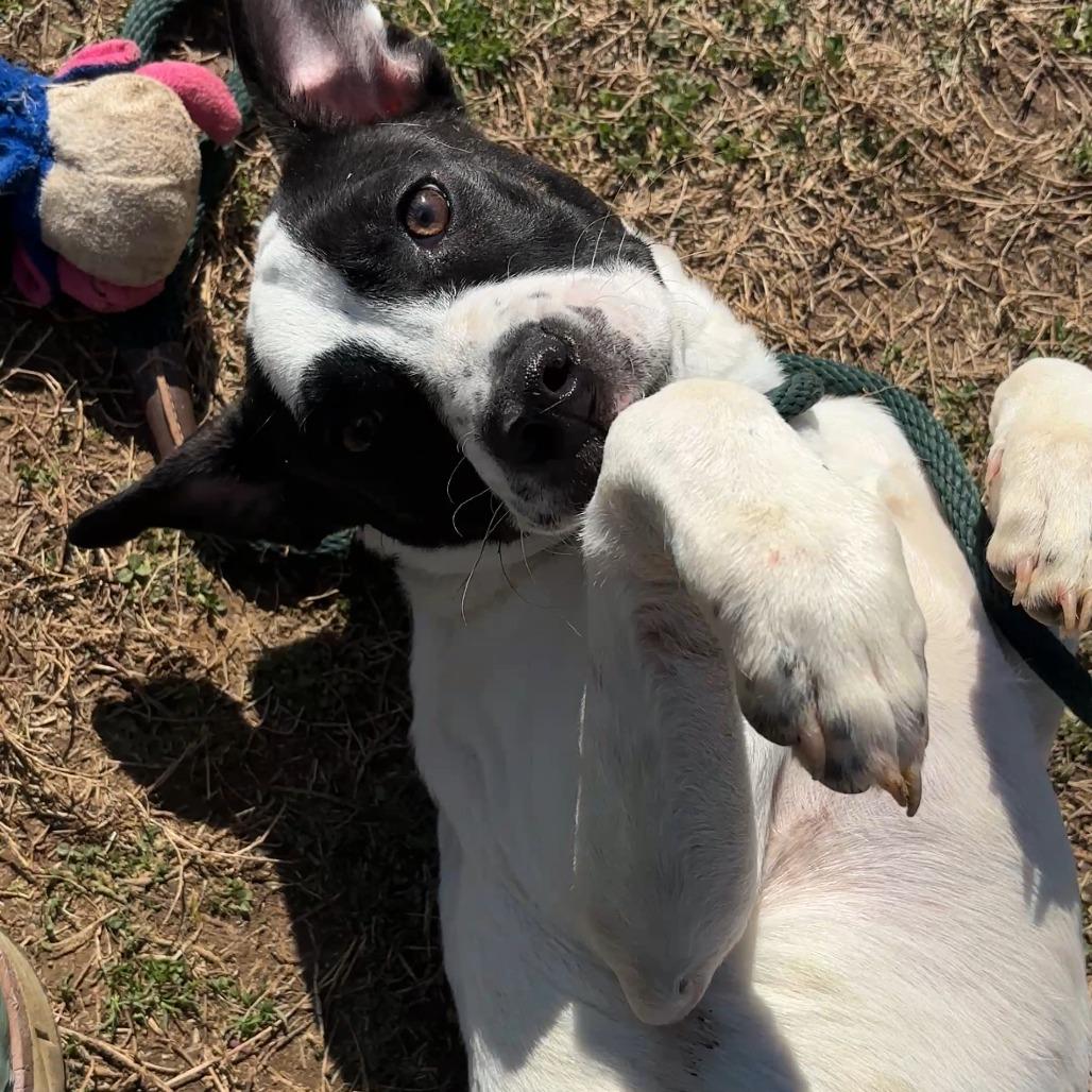 Enlarge Peter Pan, a Adoptable Mixed Breed in Chattanooga, TN image 1/6