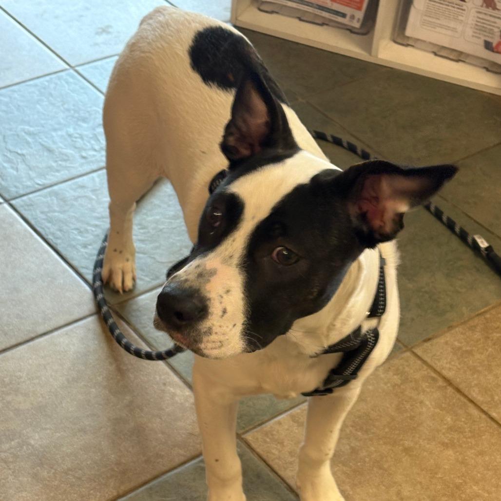 Peter Pan — thumbnail 2