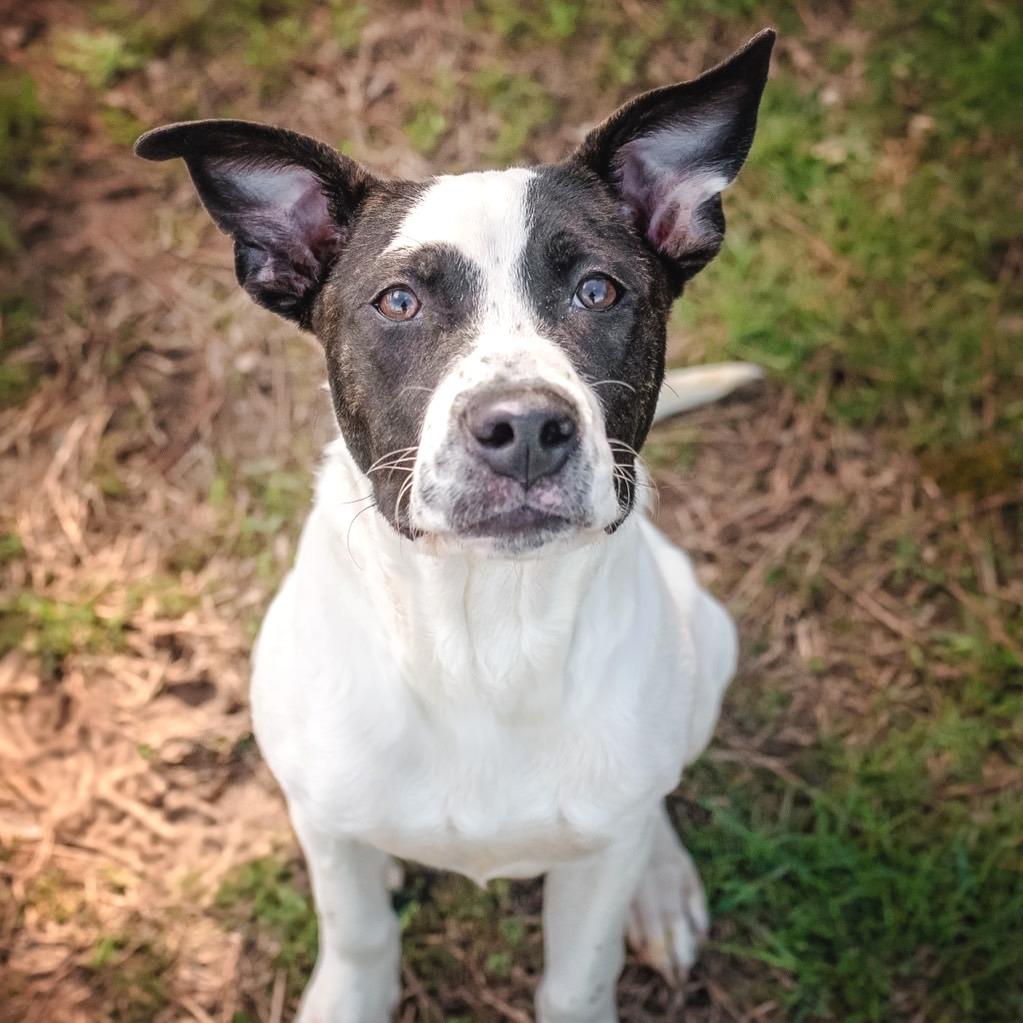 Enlarge Peter Pan, a Adoptable Mixed Breed in Chattanooga, TN image 3/6
