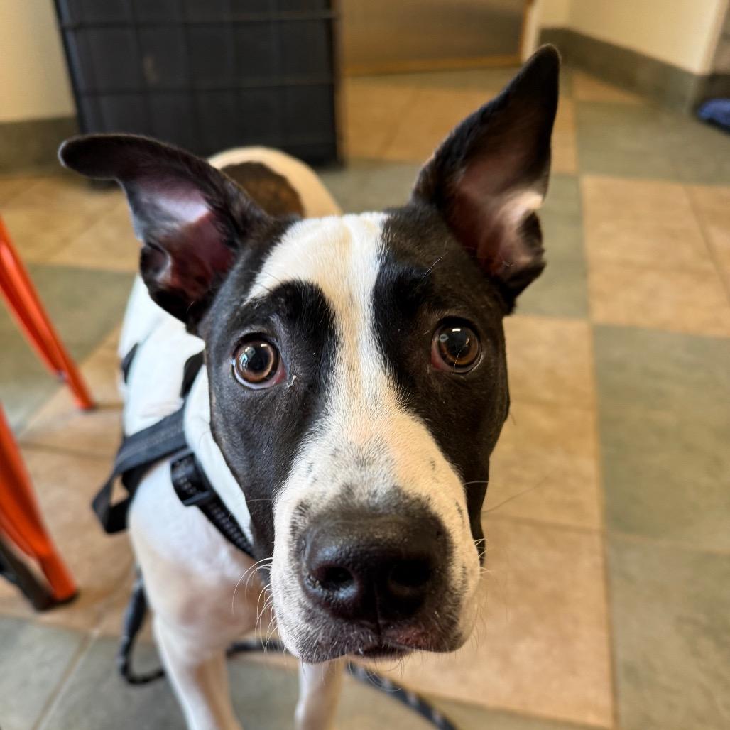 Enlarge Peter Pan, a Adoptable Mixed Breed in Chattanooga, TN image 6/6
