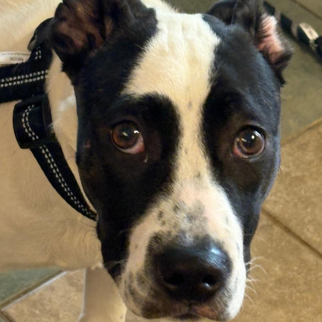 Peter Pan — thumbnail 5