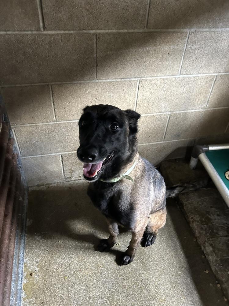 Enlarge Hannah, a Adoptable Belgian Shepherd / Malinois in Ontario, CA image 1/3