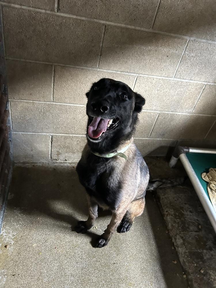 Enlarge Hannah, a Adoptable Belgian Shepherd / Malinois in Ontario, CA image 2/3