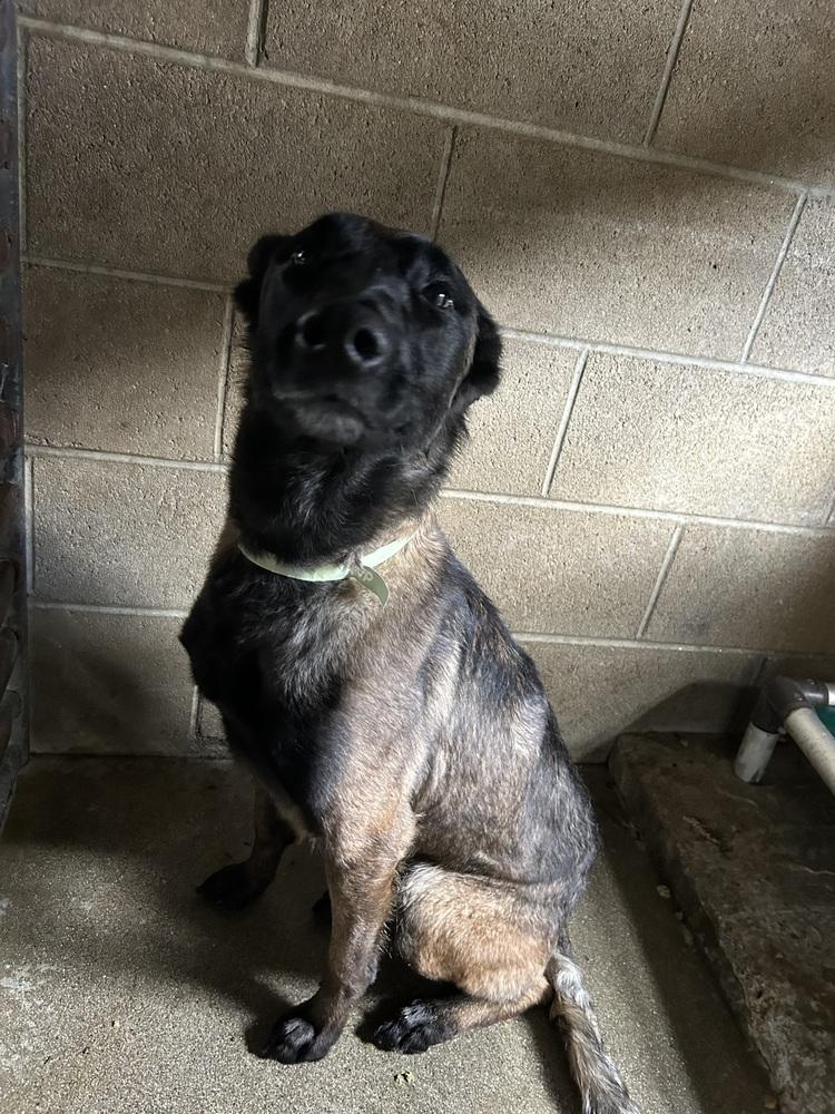 Enlarge Hannah, a Adoptable Belgian Shepherd / Malinois in Ontario, CA image 3/3