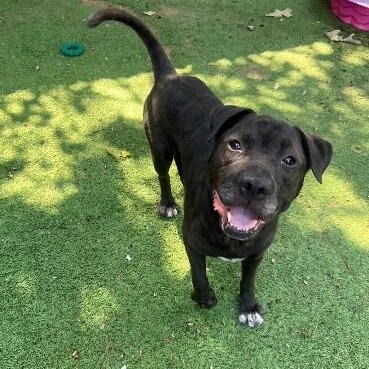 Tom Jones the Squishy Faced Snuggle King