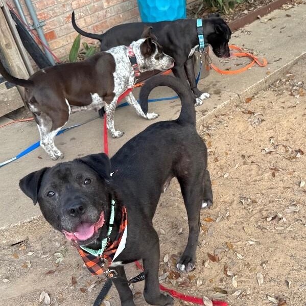 Tom Jones the Squishy Faced Snuggle King — thumbnail 2