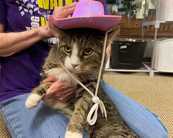 COWBOY, a Adoptable Domestic Short Hair in Raleigh, NC image 1/3