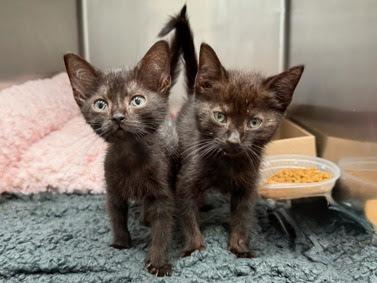 Kakuzu and Yahiko, Adoptable, Kitten Female Domestic Short Hair.