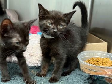 Enlarge Kakuzu and Yahiko, a Adoptable Domestic Short Hair in New York, NY image 2/3