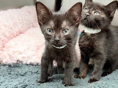 Enlarge Kakuzu and Yahiko, a Adoptable Domestic Short Hair in New York, NY image 3/3