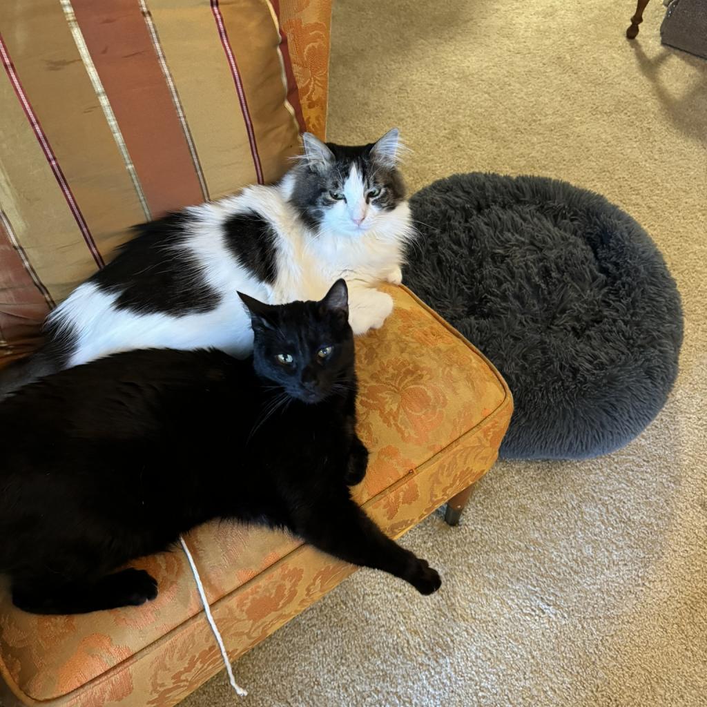 Watson, Adoptable, Senior Male Domestic Long Hair.