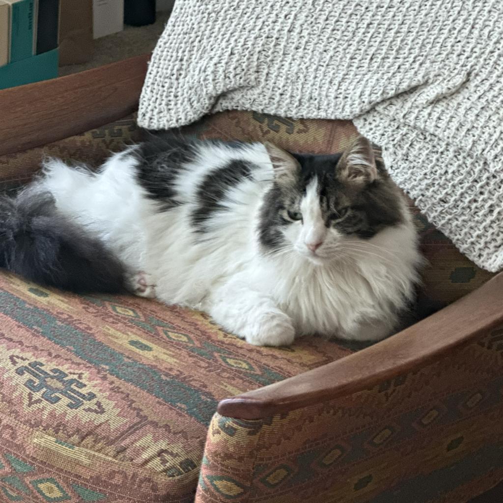 Enlarge Watson, a Adoptable Domestic Long Hair in Pacific Grove, CA image 2/6