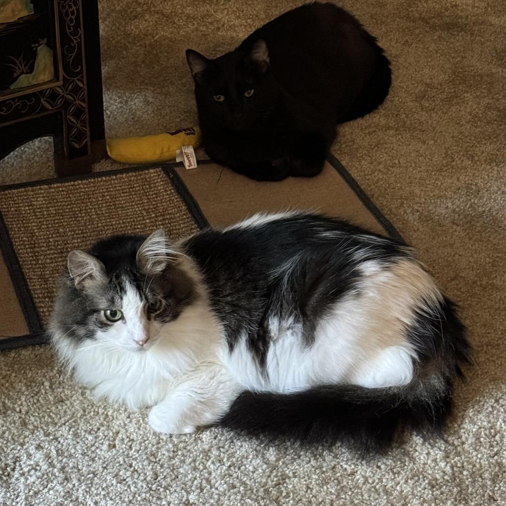 Enlarge Watson, a Adoptable Domestic Long Hair in Pacific Grove, CA image 3/6