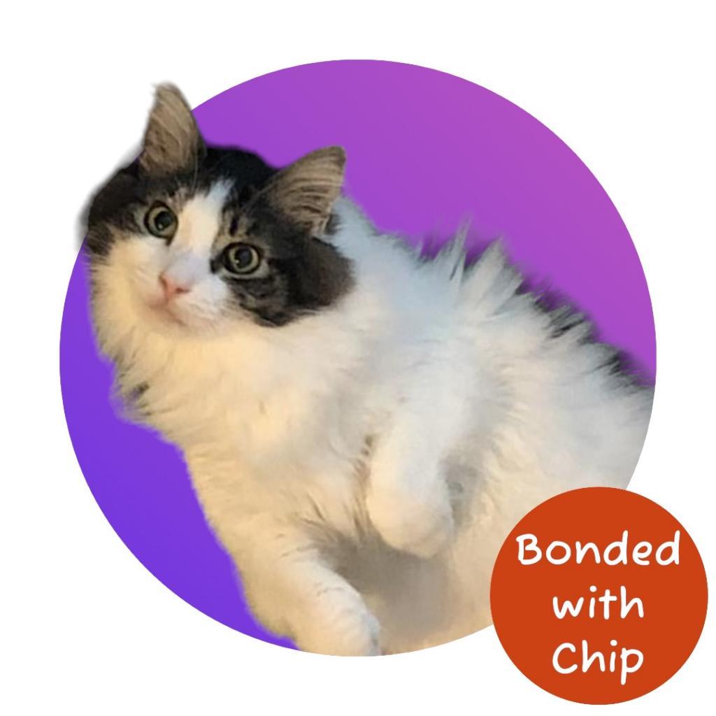 Enlarge Watson, a Adoptable Domestic Long Hair in Pacific Grove, CA image 4/6