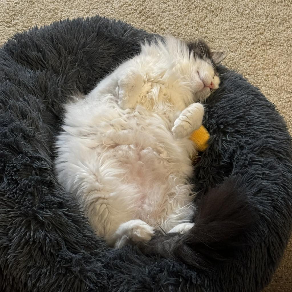 Enlarge Watson, a Adoptable Domestic Long Hair in Pacific Grove, CA image 5/6