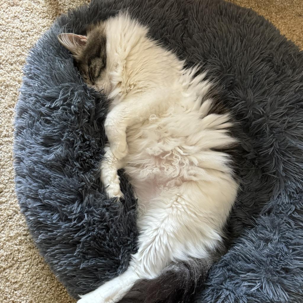 Enlarge Watson, a Adoptable Domestic Long Hair in Pacific Grove, CA image 6/6