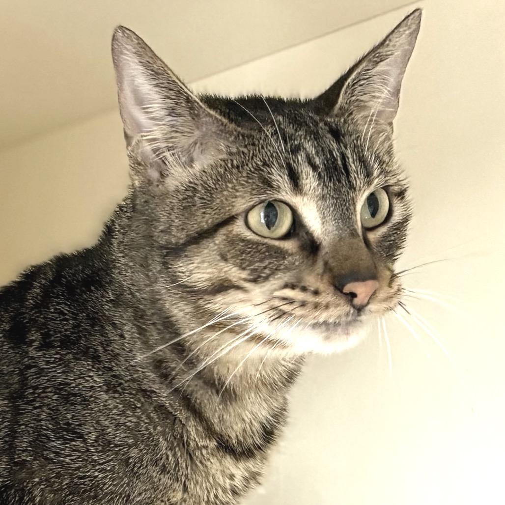 Felix, Adoptable, Senior Male Domestic Short Hair.