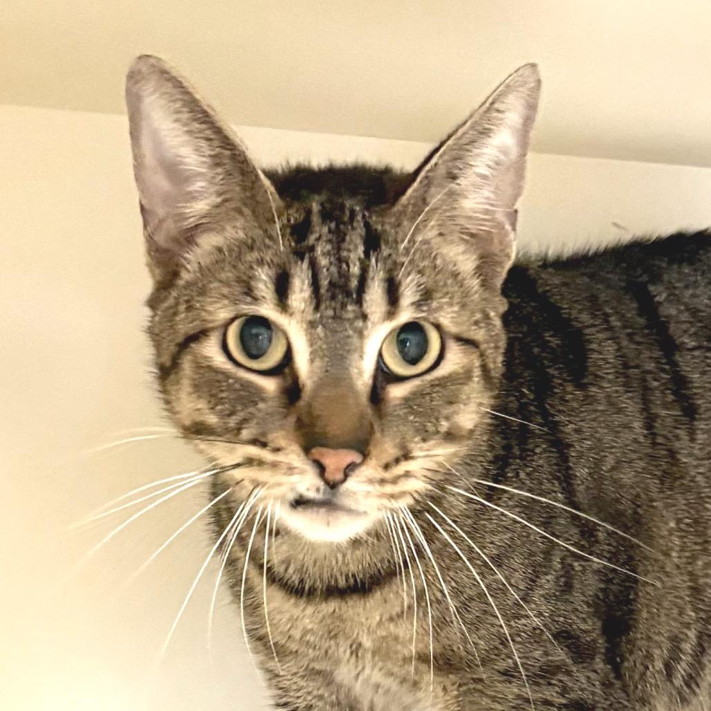 Felix, a Adoptable Domestic Short Hair in Sarasota, FL image 3/6