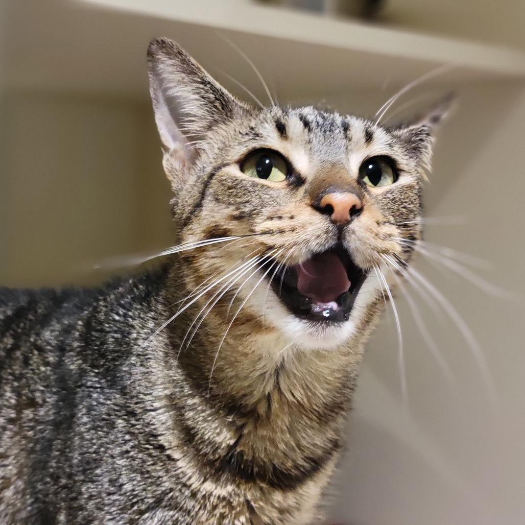 Felix, a Adoptable Domestic Short Hair in Sarasota, FL image 4/6