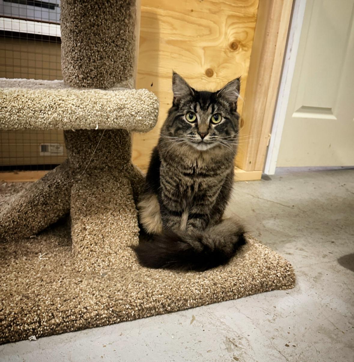 Morgan, a Adoptable Domestic Medium Hair in Courtenay, BC image 1/6