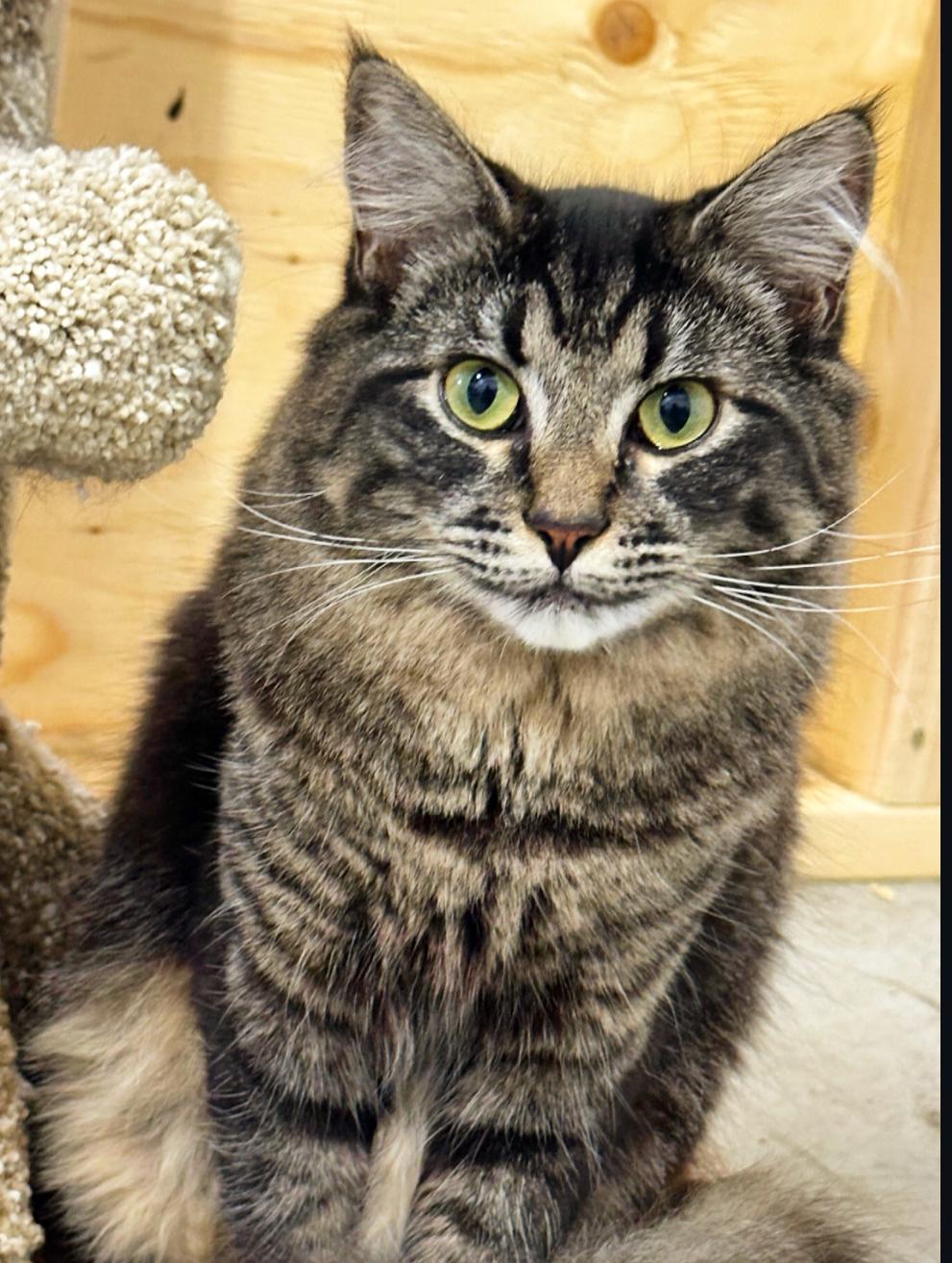 Morgan, a Adoptable Domestic Medium Hair in Courtenay, BC image 4/6